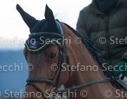 Cantlena FZ Tosc Tour2013- S5 1798 : Arezzo, Cantlena FZ, Cavalli d'Italia, Toscana Tour 2013, foto di Stefano Secchi ©